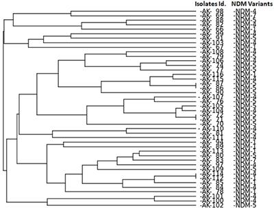 Occurrence of blaNDM Variants Among Enterobacteriaceae From a Neonatal Intensive Care Unit in a Northern India Hospital
